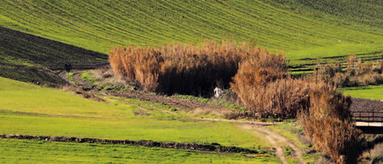 &Egrave; online L&rsquo;agricoltura pugliese conta, edizione 2026