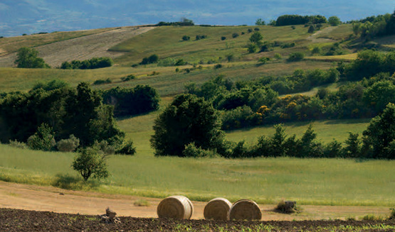 Online l’opuscolo “L’agricoltura nel Molise in cifre 2025”