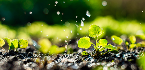 FOR 2025 - Arte, Scienza e Sostenibilità: una giornata dedicata all'acqua e all'agricoltura