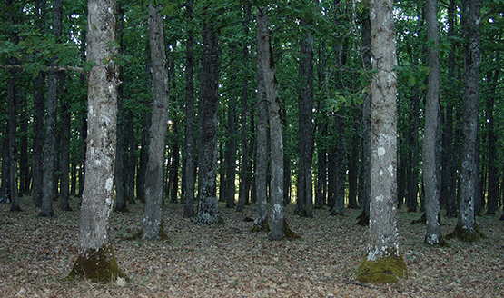 PFIT - Piano forestale di indirizzo territoriale – Area Parco del Pollino versante lucano