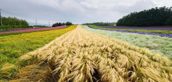 Agroecologia e PAC. Un’analisi degli strumenti della programmazione post 2022