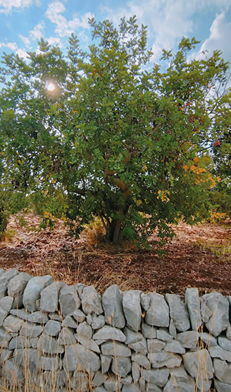 L&rsquo;agricoltura in Sicilia in cifre 2026