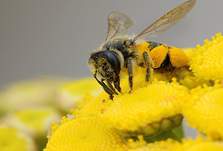 Apicoltura italiana: il Rapporto Honey Cost fotografa il settore nel biennio 2023-2024