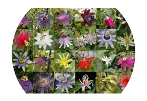 Il florovivaismo mediterraneo: un sistema interagente per migliorare il posizionamento sui mercati