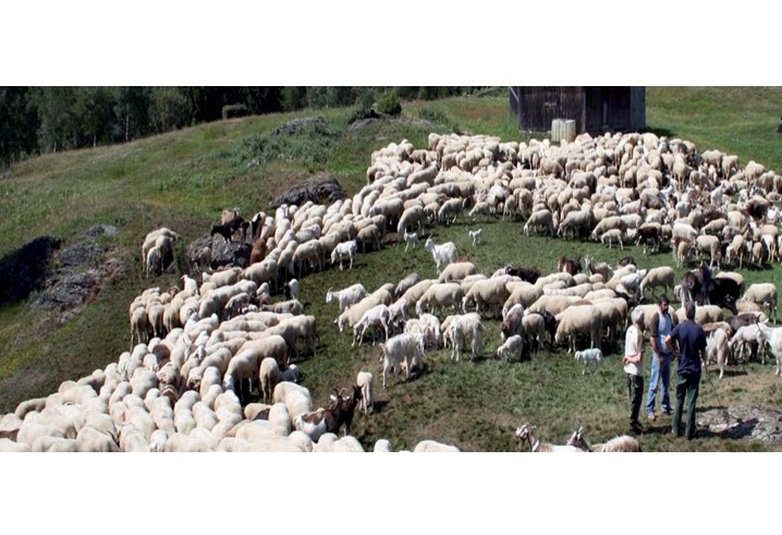 Donne e lane rustiche: un’indagine conoscitiva