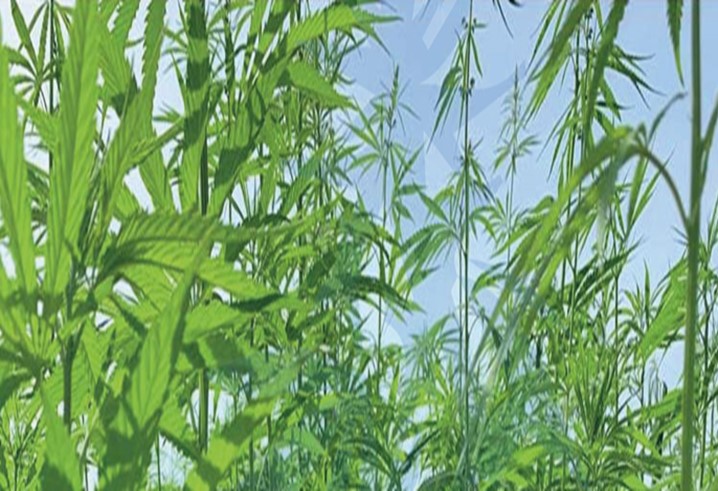 I mille usi della canapa industriale: dal Progetto PROHEMPIL i primi risultati di un biennio di prove agronomiche, studi sulla sostenibilità e piani di innovazione