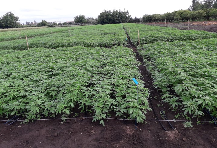 Canapa Campania in Fibra 2020-2021: prime anticipazioni su confronto varietale, meccanizzazione e valutazione economica