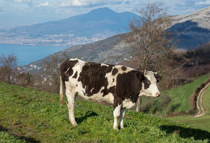 L’agricoltura nella Campania in cifre 2021
