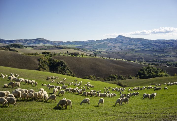 “Study Visit - Turkish FADN”: le buone pratiche CREA per la Rete di Informazione Contabile Agricola (RICA)
