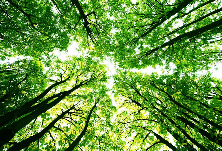 Le prospettive della Terapia Forestale in Italia