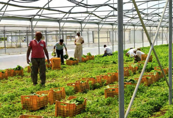 Friuli-Venezia Giulia e Sardegna: gli operai agricoli secondo i dati INPS - 2020