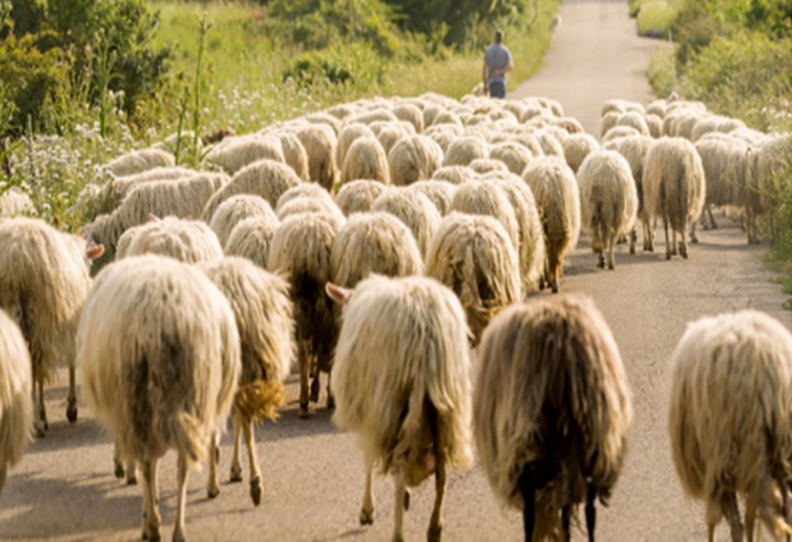 Call for abstract per la rivista “MDPI Land” sul ruolo dell’agricoltura nelle aree interne