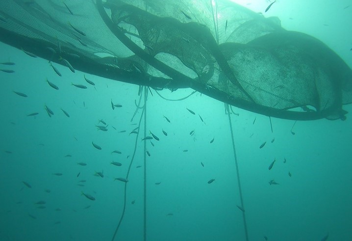 Conclusione del Progetto TUSCANY-FAD ‒ FISHING AGGREGATIVE DEVICE