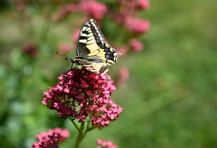 Terrazzi fioriti: come allestire aiuole del respiro