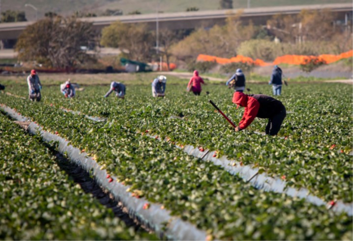 Gli operai agricoli in Puglia e Sicilia – Anno 2021