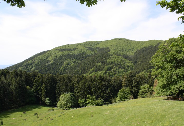 Al via il 1° Forum Nazionale di Agroforestazione, con un’indagine condotta dal CREA