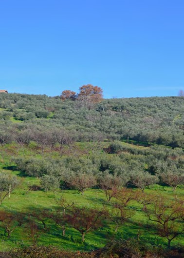 L’agricoltura nel Lazio in cifre 2023