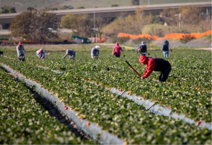 Gli operai agricoli - Anno 2021: un quadro sul posizionamento di Regioni e Province autonome rispetto ai lavoratori del settore primario