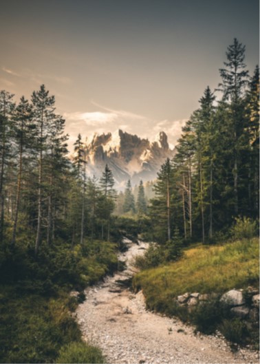 Sfide forestali in un mondo che cambia