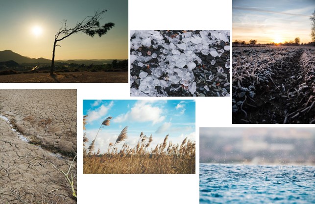 Life ADA – ADaptation in Agriculture. Evento conclusivo del progetto con CREA partner