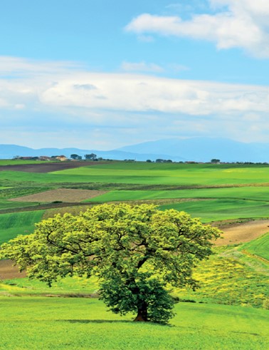 L’agricoltura nella Campania in cifre 2024