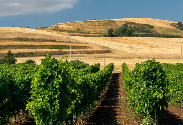 Online la pubblicazione “L’agricoltura lucana conta - 2025”