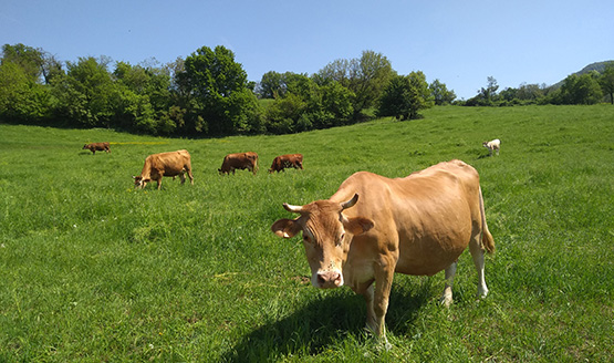 Innovation Arena: Esperienze dai Gruppi Operativi del PEI-Agri. Aperte le candidature per conoscere le innovazioni nella gestione sostenibile dei prati-pascolo