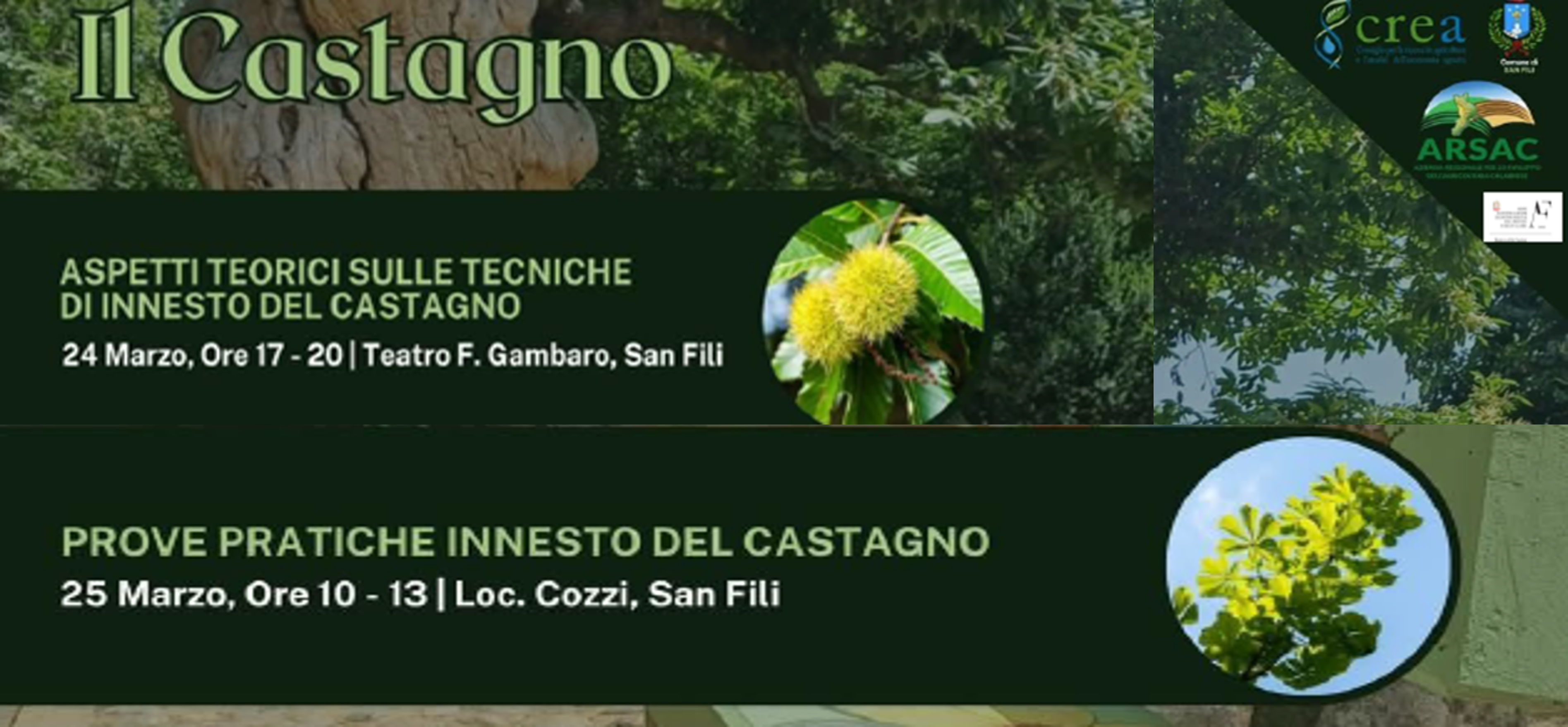 Corso Tecnico-pratico di innesto del castagno