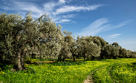 Il CREA partecipa al Festival delle Scienze di Genova