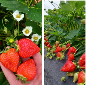 Presentazione della nuova varietà di fragola ‘Dafne’