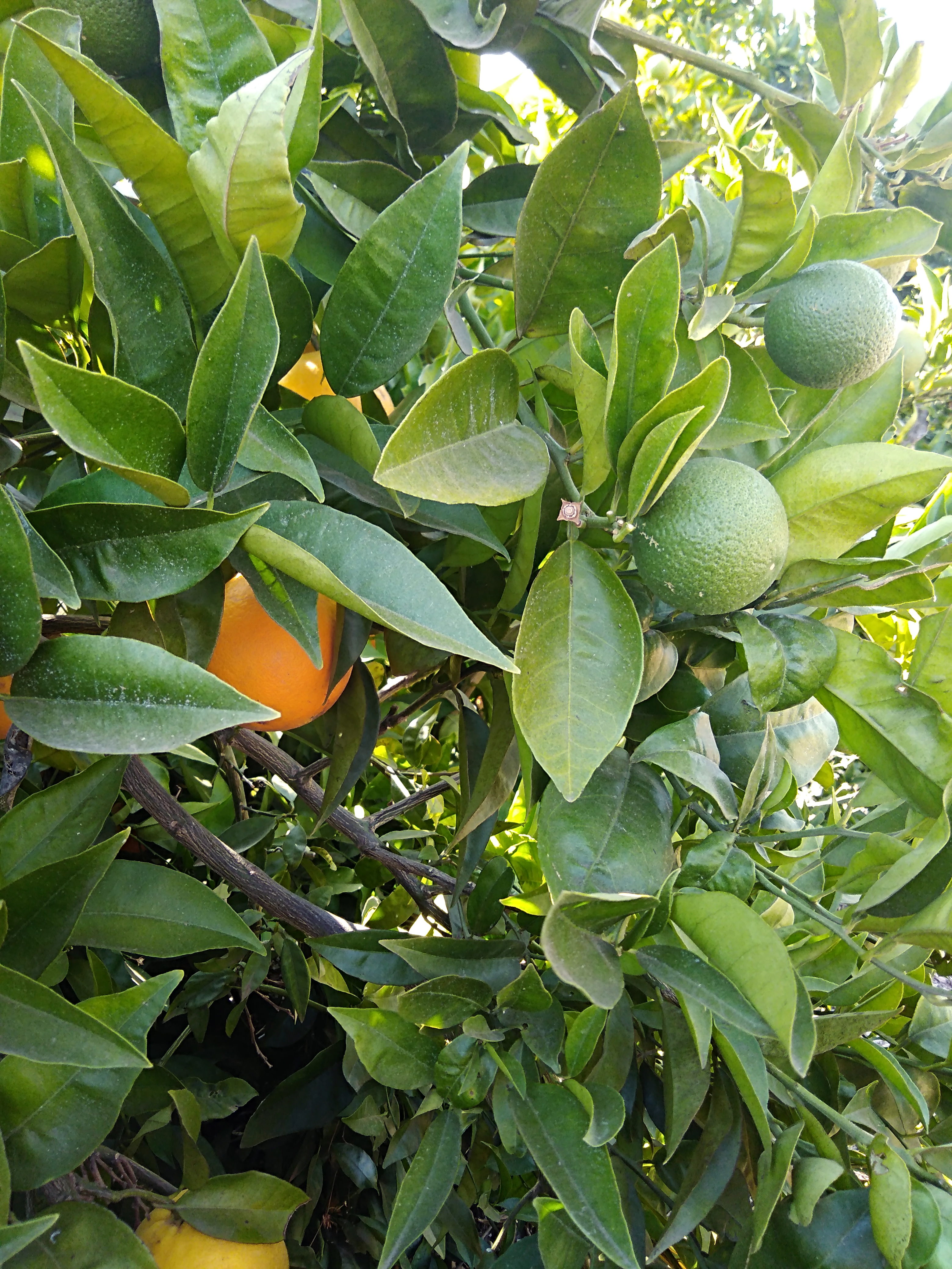 Link del Seminario “Stato dell’arte e interventi per la prevenzione dell’introduzione e della diffusione di HLB in Italia”