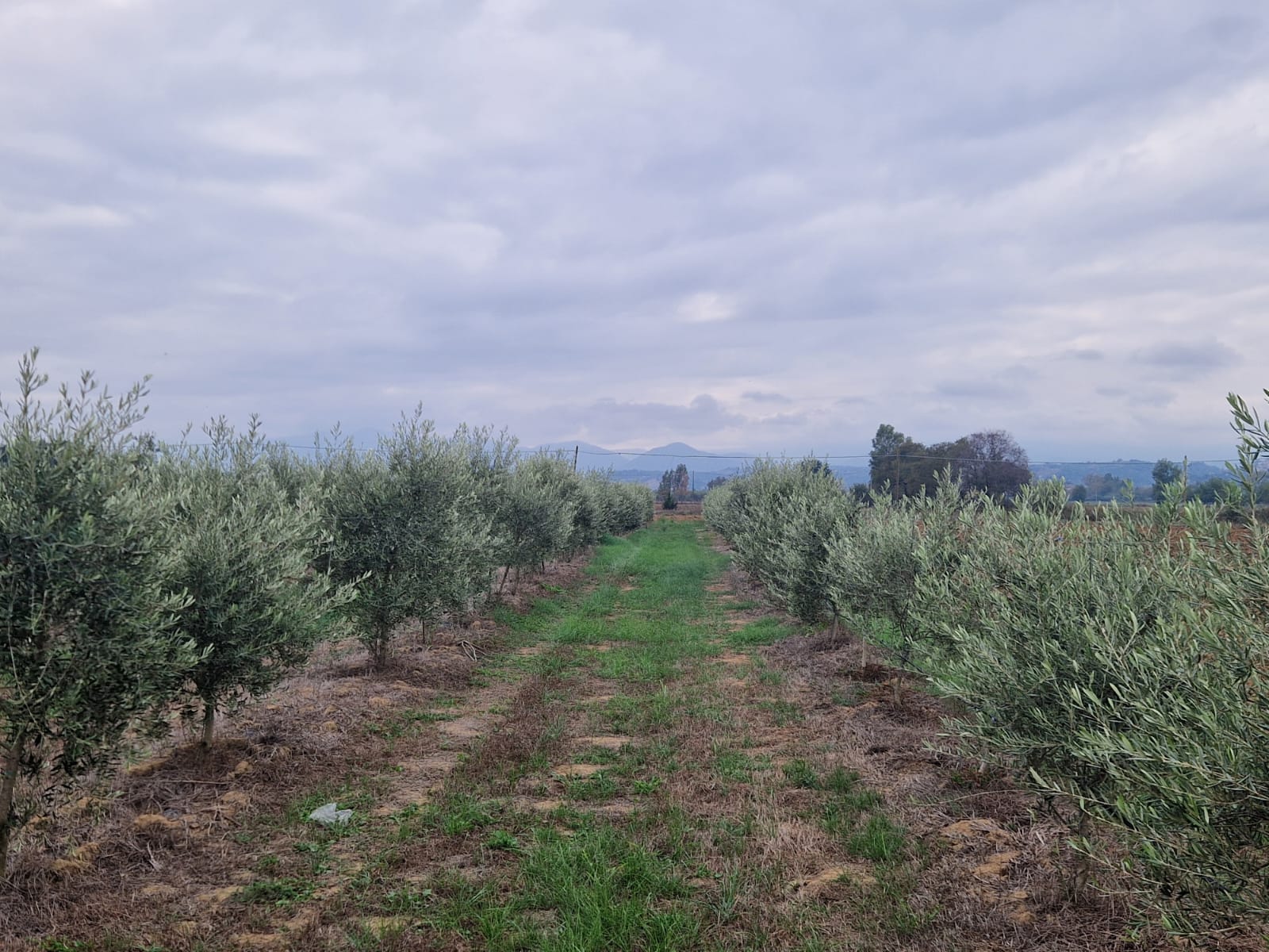 Agricoltura 4.0- La raccolta meccanizzata dell'ulivo