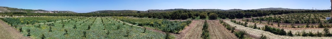 La coinnovazione in agrumicoltura biologica: processi di rete tra gli attori della filiera agrumicola nel mediterraneo