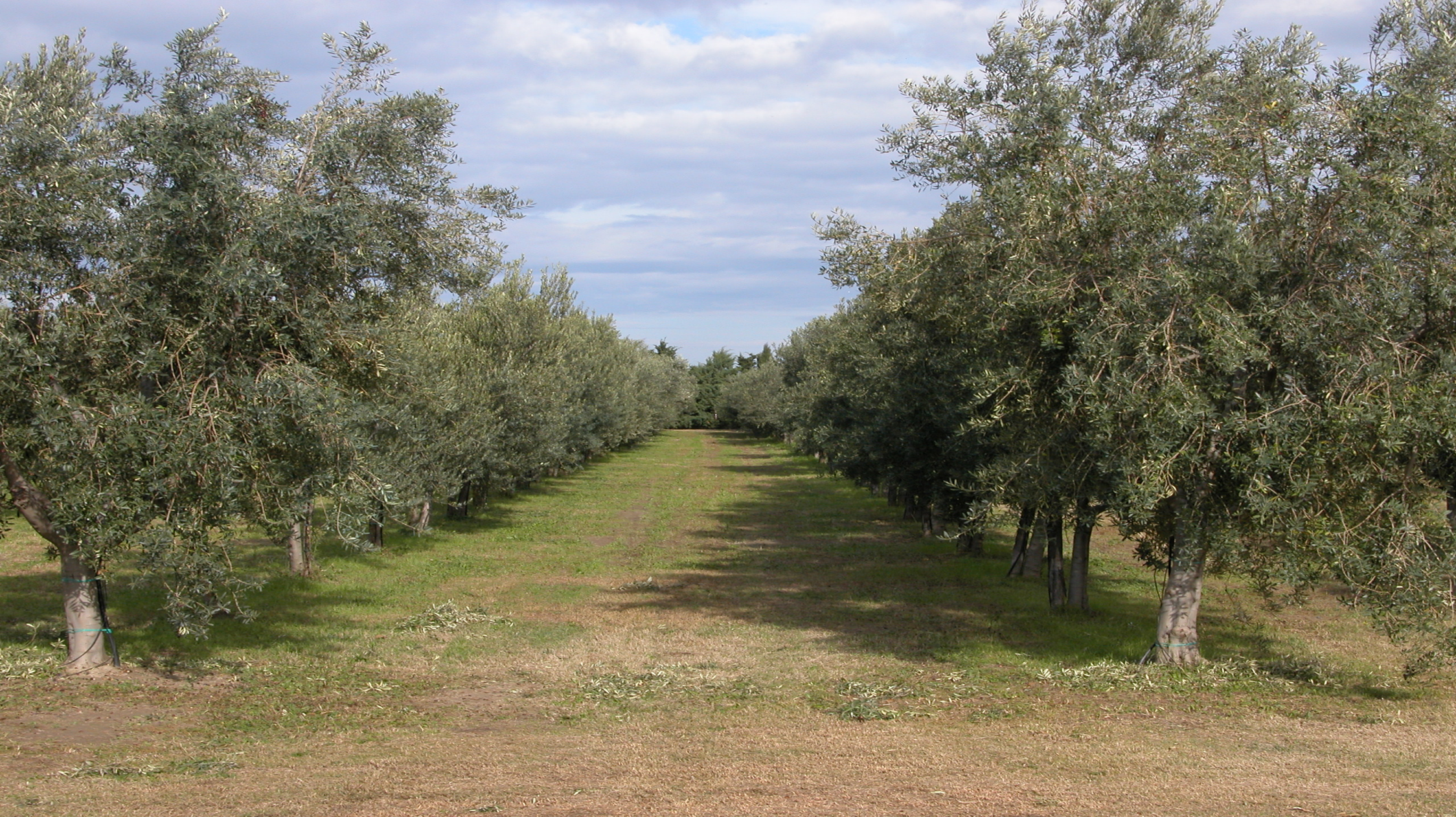 La Scuola incontra la Ricerca: Tutela e valorizzazione della biodiversità olivicola