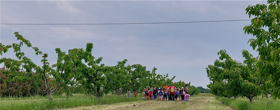 La scuola in campo: Visita al CREA – Centro di ricerca Olivicoltura, Frutticoltura e Agrumicoltura
