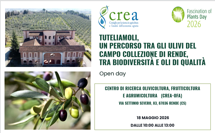 TUTELIAMOLI, UN PERCORSO TRA GLI ULIVI DEL CAMPO COLLEZIONE DI RENDE, TRA BIODIVERSITÀ E OLI DI QUALITÀ