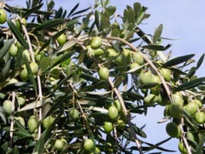 Il CREA partecipa al kick off 