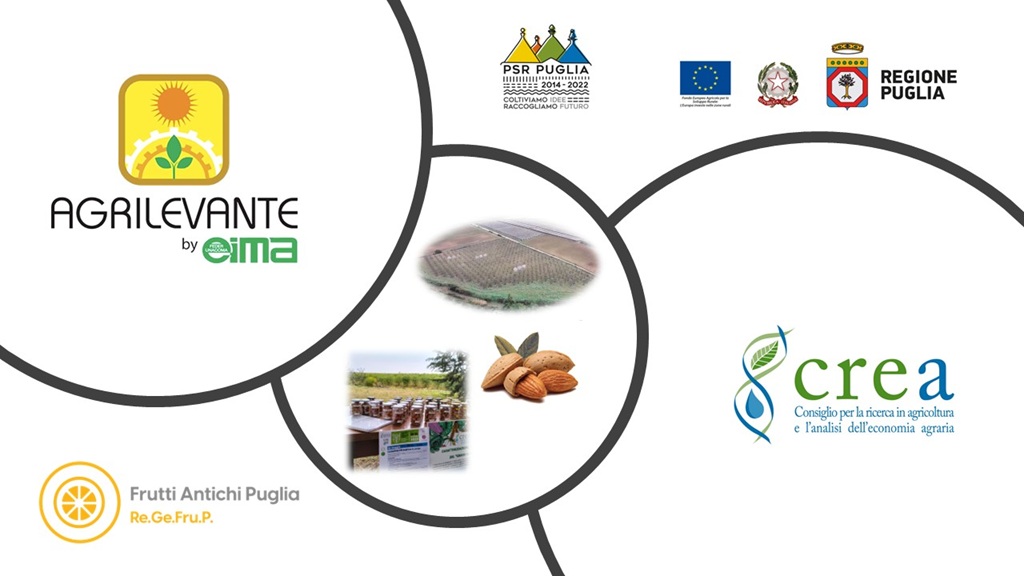 MANDORLO E BIODIVERSITÀ: IL GERMOPLASMA COME STRUMENTO DI CONOSCENZA E SVILUPPO - Dalla ricerca al campo, tra osservazioni agronomiche e valorizzazione varietale
