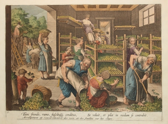 VIA EUROPEA DELLA SETA: Gelsicoltura e bachicoltura - nuove opportunità