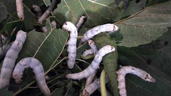 Progetto SILK: la Bachicoltura riparte in Friuli-Venezia Giulia