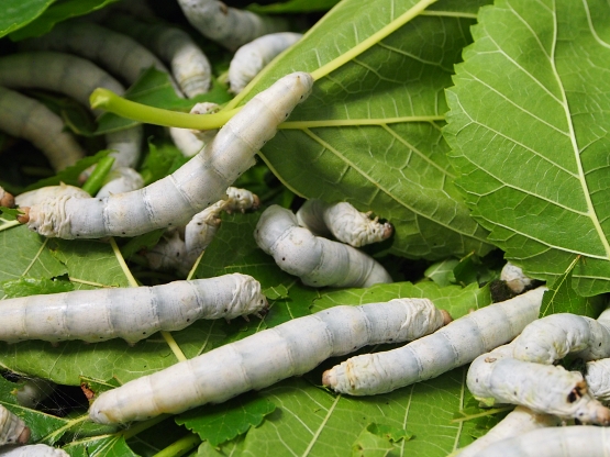 Al via i corsi di gelsibachicoltura in Campania