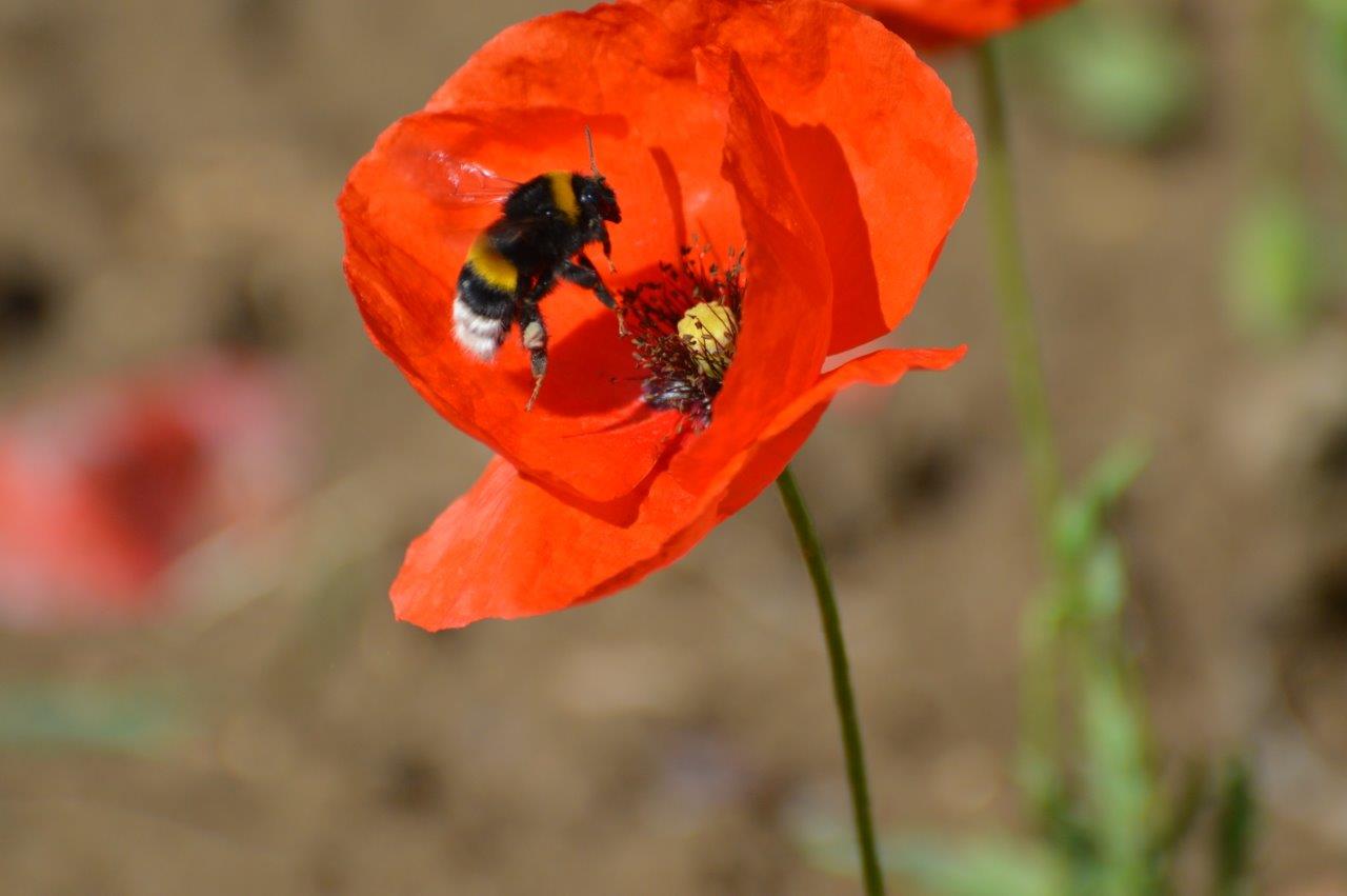 CREA Bee Marathon 2021