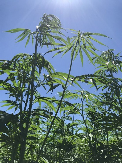 VUOI CONOSCERE LA CANAPA?