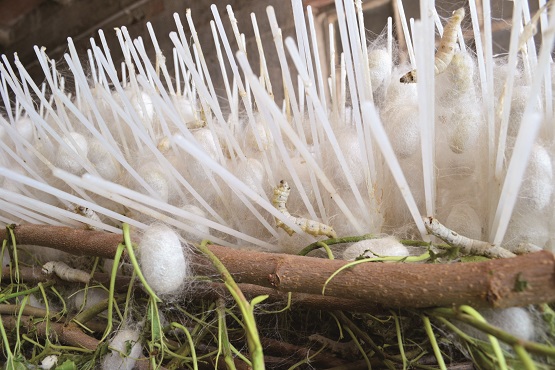 LE VIE DELLA SETA IN VALLAGARINA: “Tre percorsi sulle sinergie tra cultura, ricerca, impresa e inclusione sociale”