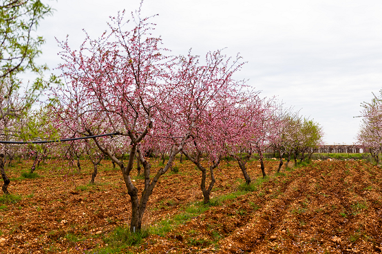 Giornata di aggiornamento sul Programma Operativo Nazionale Water4Agrifood e primi risultati
