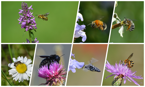Il CREA celebra la Giornata Mondiale delle Api con il