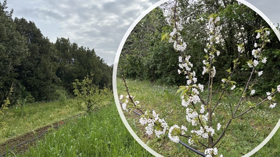 Agroecologia e orticoltura: al via il progetto europeo ALL TOGETHER