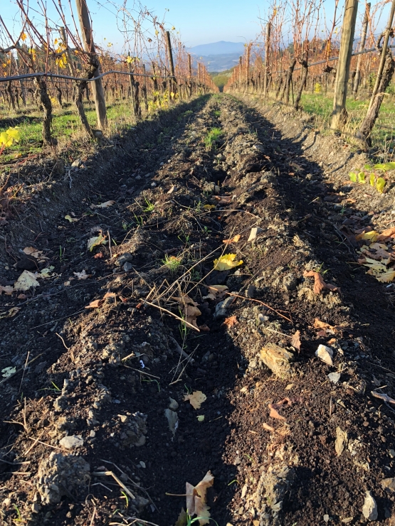 Soluzioni nature-based per una gestione sostenibile dei vigneti mediterranei
