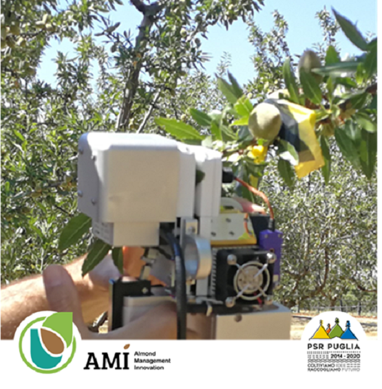 Mandorlicoltura sostenibile: giornata tecnica dimostrativa in mandorleto - Progetto AMì (Almond Management Innovation)