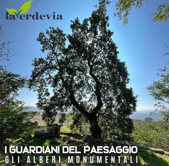 I GUARDIANI DEL PAESAGGIO: Gli alberi monumentali